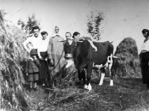 Rok i miejsce wykonania: lato 1943 r., Jaworze, gm. Jaworze, pow. bielski, woj. śląskie.

Fotografia przedstawia wielopokoleniową rodzinę stojącą pomiędzy kopami siana z łaciatą krową, która w pysku trzyma siano. Rodzina składa się z dwóch starszych i trzech młodszych kobiet, młodego mężczyzny oraz około pięcioletniego dziecka. Krowę na łańcuchu trzyma młoda kobieta w białej bluzce i ciemnej spódnicy (z lewej strony zdjęcia). Obok niej stoi dziecko w kapelusiku, kubraczku z długimi rękawami, spodniach sięgających kolan i w skarpetkach oraz butach. Przy dziecku stoi mężczyzna w białej koszuli i ciemnych spodniach podtrzymywanych szelkami. Na prawo od tej grupy znajduje się najstarsza kobieta w chustce zawiązanej pod brodą i sukni w kratę, na którą ma założony jednolity fartuch. Dalej widać kolejne dwie kobiety. Z prawej strony kadru widoczna jest jeszcze jedna młoda kobieta, w białej bluzce i ciemnej spódnicy. Zdjęcie zrobiono w słoneczny, letni dzień.

Na odwrocie zdjęcia napis: „Rok 1943 – lato. Na pastwisku, na pierwszym planie krowa mojej babci, która w rok później została zastrzelona w czasie wojny przez wojsko i zjedzona”.

Autor zdjęcia: nieznany.

Zdjęcie ze zbiorów prywatnych, nadesłała: Lucyna Gruca z Jaworza Górnego, pow. bielski, woj. śląskie.

Nr kat. 138-6