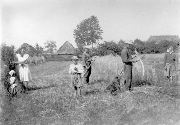 Rok i miejsce wykonania: brak danych, Irządze, gm. Irządze, pow. zawierciański, woj. śląskie.

Fotografia przedstawia grupę ludzi na polu podczas żniw. Dwóch mężczyzn stoi przy nieskoszonym zbożu, z kosami w rękach. Jeden z nich ostrzy kosę, która ma specjalny obłąk zapobiegający rozsypywaniu się koszonego zboża. Drugi spogląda na fotografa. Młoda kobieta z prawej strony zdjęcia idzie polem. Jest ubrana w strój odpowiedni do żniw – koszulę z długim rękawem, spódnicę i chusteczkę zawiązaną pod brodą. Druga kobieta, z lewej strony zdjęcia, ustawia snopek. Jest w jasnej, odświętnej sukience, ma upięte włosy. Jej strój wskazuje raczej na okazjonalne uczestniczenie w żniwach. Przy tej kobiecie stoi małe dziecko w kapelusiku (zsuniętym na tył głowy) i letnim, jasnym ubranku. W środku zdjęcia widoczny jest chłopiec, około dziesięcioletni, w kaszkiecie i jasnej koszuli z długimi rękawami oraz w krótkich spodenkach. Jego strój sugeruje, że pomaga przy żniwach. W tle widać drewniane zabudowania wsi, kryte słomą.

Według właścicielki zdjęcia przedstawia ono żniwa w Irządzach.

Autor zdjęcia: nieznany.

Zdjęcie ze zbiorów prywatnych, nadesłała: Maria Milejska-Czaja z Zawadzkiego, pow. strzelecki, woj. opolskie.

Nr kat. 160-1