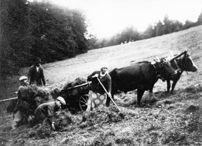 Rok i miejsce wykonania: 1925 r., Węglówka, gm. Wiśniowa, pow. myślenicki, woj. małopolskie. Fotografia przedstawia zbiórkę siana na górskim stoku. Na pierwszym planie widać kobietę i dwóch chłopców w kaszkietach, ładujących zagrabione przez kobietę siano na drewniany wóz zaprzężony w dwa woły. Przy wozie stoi mężczyzna w kapeluszu. W tle widać gęsty las.

Według relacji nadawczyni zdjęcia zostało ono wykonane: „W roku 1925 na stoku góry Łysiny /900 m n.p.m./ w Beskidzie Wyspowym, we wsi Węglówka. Na Łysinie (Lubomirze) znajdowała się stacja obserwatorium astronomicznego Uniwersytetu Jagiellońskiego, gdzie młody wówczas astronom Lucjan Orkisz dokonał odkrycia pierwszej polskiej komety. Na pierwszym planie zdjęcia widać gospodynię stacji” (pisownia oryginalna). [zob: Węglówka – Obserwatorium astronomiczne, 17.06.2024; Obserwatorium astronomiczne im. T. Banachiewicza, 17.06.2024 r.].

Autor zdjęcia: Lucjan Orkisz, dwudziestopięcioletni wówczas astronom, asystent UJ.

Zdjęcie ze zbiorów prywatnych, nadesłała: A. Antoszewska z Wadowic, pow. wadowicki, woj. małopolskie.

Nr kat. 207-2