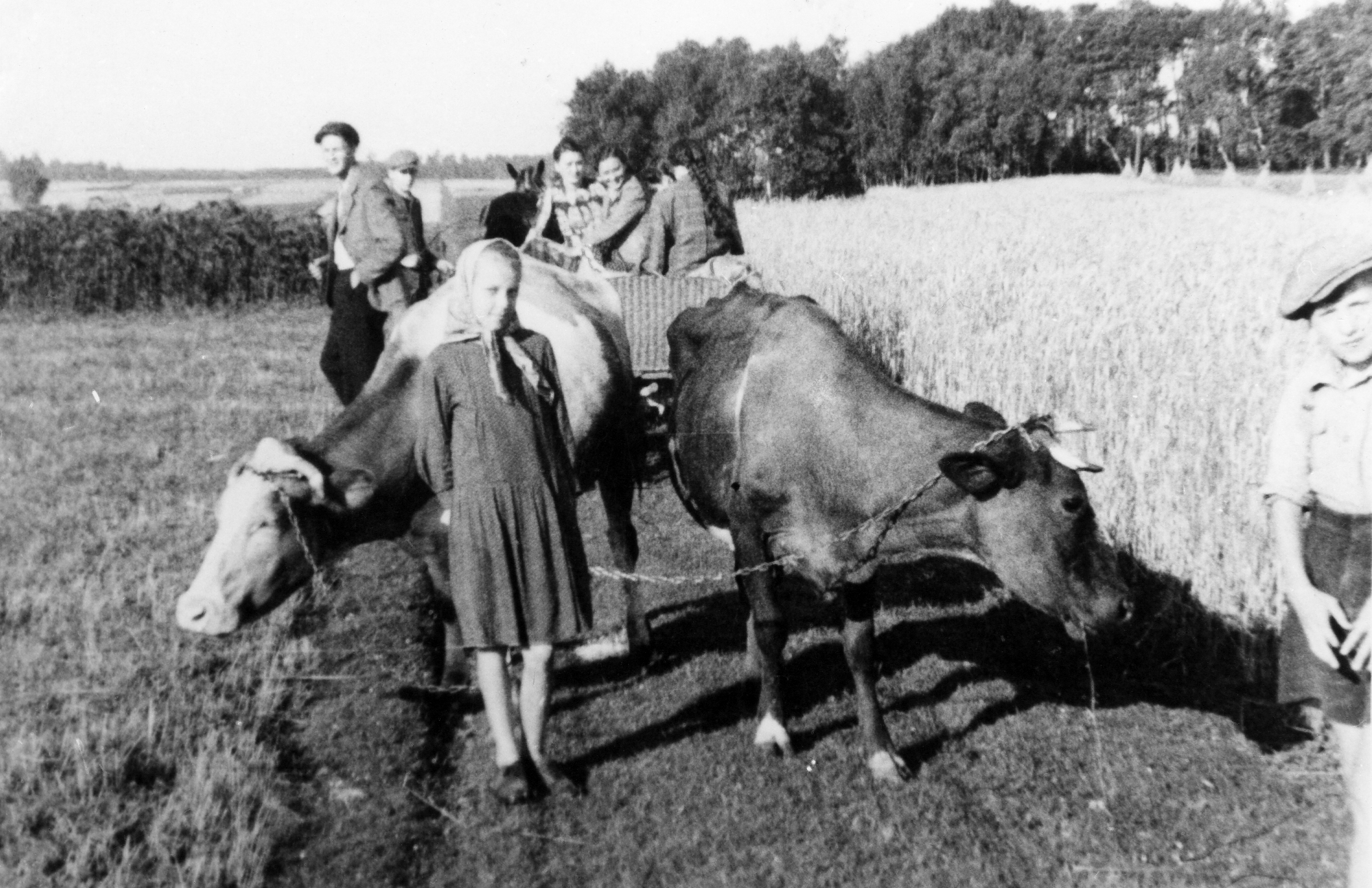 Rok i miejsce wykonania: 1940 r., Dłużec, gm. Wolbrom, pow. olkuski, woj. małopolskie.

Fotografia przedstawia około dwunastoletnią dziewczynkę, stojącą na polnej drodze z dwiema krowami na postronkach (łańcuchach). Za krowami stoi wóz, na którym siedzą trzy dziewczyny. Jest zaprzężony w czarnego konia; obok wozu, na miedzy, stoi jeszcze dwóch młodych mężczyzn Po prawej stronie widać sylwetkę chłopca w kaszkiecie oraz krótkich spodenkach (fotografia nie obejmuje go w całości). W tle widoczne łany zbóż i zagajnik. Na odwrocie zdjęcia napis: „Zdjęcie zrobione w roku 1940, wieś Dłużec, pow. Olkusz. Dziewczynka pasąca krowy po lekcjach”.

Autor zdjęcia: nieznany.

Zdjęcie ze zbiorów prywatnych, nadesłała: Michalina B. ze Strzemieszyc-Dąbrowy Górniczej, pow. Dąbrowa Górnicza, woj. śląskie.

Nr kat. 276-1