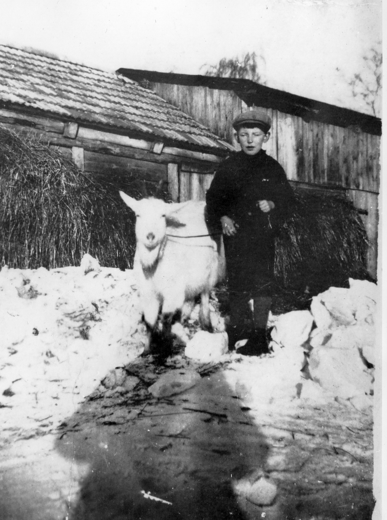 Rok i miejsce wykonania: luty 1927 r., Kretki Małe, gm. Osiek, pow. brodnicki, woj. kujawsko-pomorskie.

Fotografia przedstawia chłopca prowadzącego na sznurku białą owcę. Chłopiec ma około ośmiu lat. Ubrany jest zimowo, w kaszkiecie. Idzie ścieżką wydeptaną w śniegu. W tle widać drewniane zabudowania gospodarcze. Na zdjęciu wyraźnie widać cień osoby, która robiła zdjęcie.

Według relacji właścicielki zdjęcia sfotografowany chłopiec, to A. Skrzyński z owcą o imieniu Basia.

Autor zdjęcia: nieznany.

Zdjęcie ze zbiorów prywatnych, nadesłała: Anna Witkowska z Rusinowa, pow. rypiński, woj. kujawsko-pomorskie.

Nr kat. 28-7