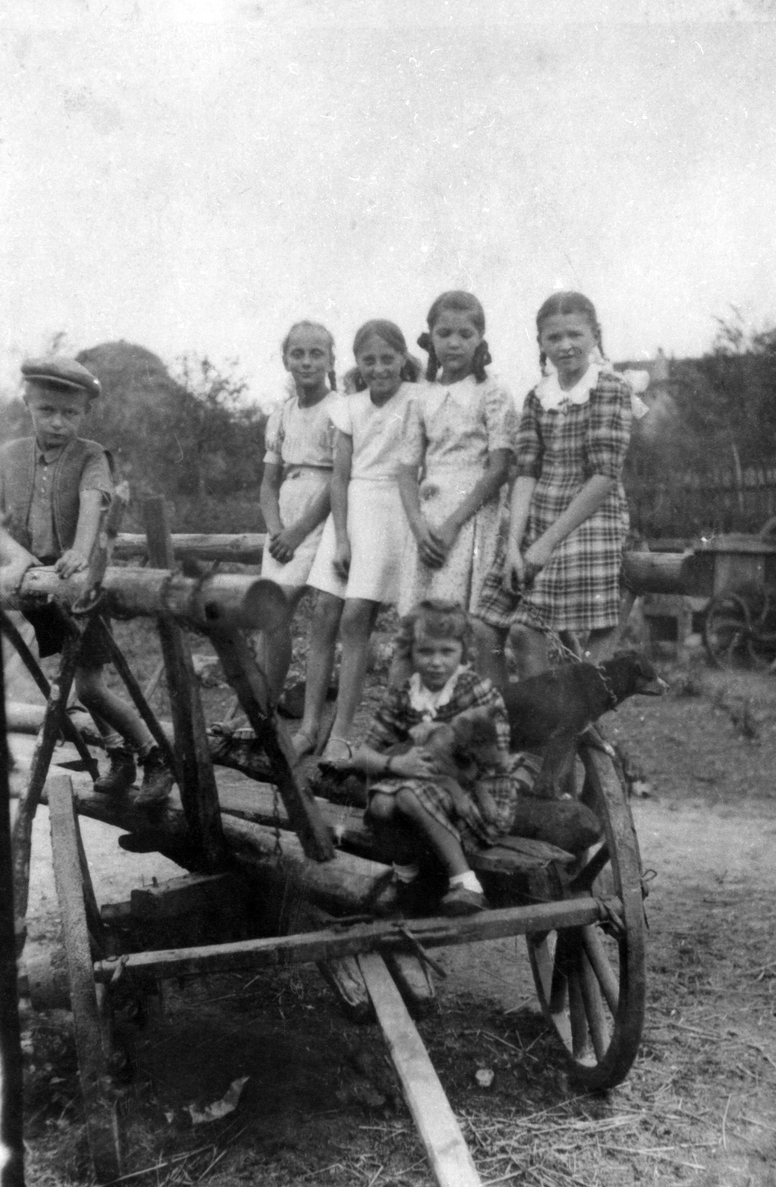 Rok i miejsce wykonania: 1942 r., Dobre, gm. Dobre, pow. radziejowski, woj. kujawsko-pomorskie.

Fotografia przedstawia sześcioro dzieci (pięć dziewczynek i chłopca) oraz psa, pozujących na drewnianym wozie, który stoi na podwórzu gospodarstwa. Dziewczynki ubrane są w schludne, letnie sukienki do kolan, częściowo uszyte z tego samego materiału. Wszystkie prócz najmłodszej mają włosy uczesane w ciasno zaplecione warkoczyki. Pierwsza dziewczynka z prawej strony, oparta o burtę wozu, trzyma na łańcuchu niedużego psa. Najmłodsza, siedząca na podłodze, obejmuje szczeniaka, którego trzyma na kolanach. Po lewej stronie stoi kilkuletni chłopiec, ubrany w krótkie spodenki, koszulę, kamizelkę i czapkę z daszkiem (maciejówkę).

Według nadawczyni zdjęcia przedstawia ono jej cioteczną siostrę, Adaminę Juszczyńską (druga dziewczynka od prawej) z koleżankami. W dorosłym życiu była księgową na Ziemiach Odzyskanych, chłopiec natomiast został nauczycielem, a dziewczynka, która stoi jako pierwsza po lewej stronie, była lekarką w Gdańsku. Kolejna z dziewczynek w dorosłości pracowała w lokalnym ZOZ (Zakład Opieki Zdrowotnej). Pierwsza dziewczynka widziana od strony prawej (w kraciastej sukience) zmarła w młodym wieku. Dziewczynka, która kuca, to jej siostra; jako dorosła zamieszkała w Złotym Stoku. Gospodarstwo, na tle, którego wykonano zdjęcie, podczas wojny było w posiadaniu niemieckiego sołtysa, ale należało do Malickiego, będącego sąsiadem rodziny Ostrowskich. Autor zdjęcia: Jan Ostrowski.

Zdjęcie ze zbiorów prywatnych, nadesłała: Halina Krysiak z Dobrego, pow. radziejowski, woj. kujawsko-pomorskie.

Nr kat. 253-10